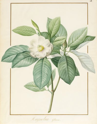 Magnolia Glauca by Pierre Joseph Redouté